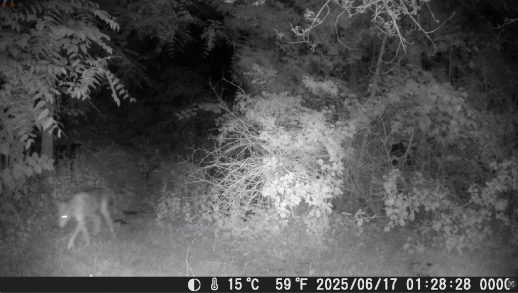 Coyote