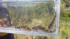 Cottus beldingii