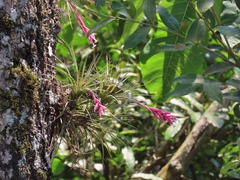 Tillandsia tenuifolia