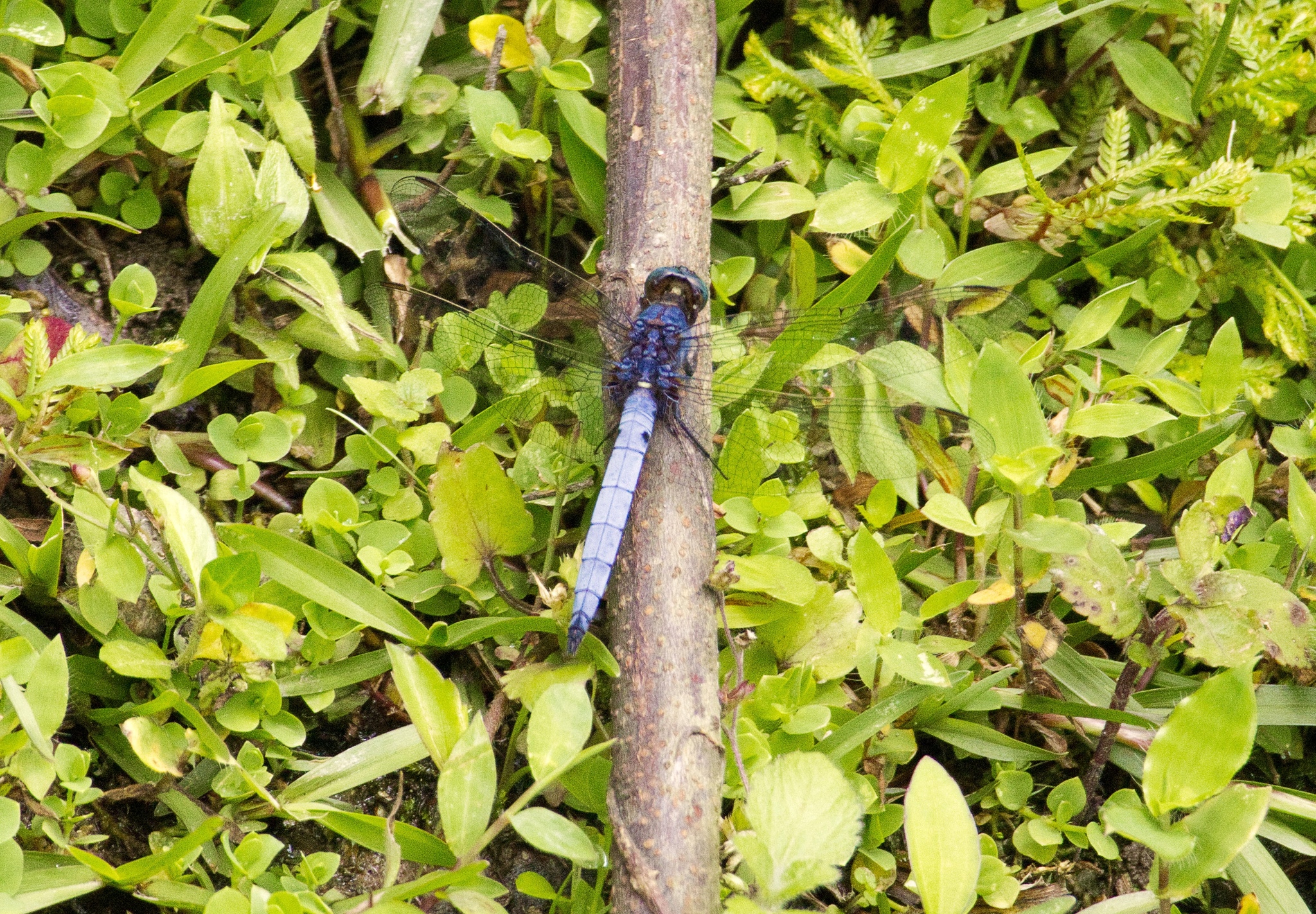 Blue Marsh Hawk