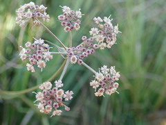 Carum verticillatum