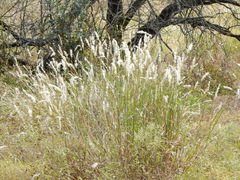 Bothriochloa torreyana
