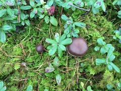 Cortinarius evernius