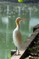 Bubulcus ibis
