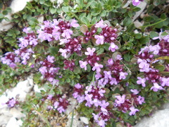 Thymus praecox polytrichus