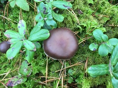 Cortinarius evernius