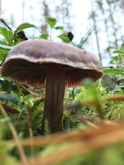 Cortinarius evernius