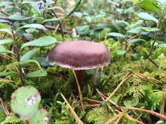 Cortinarius evernius