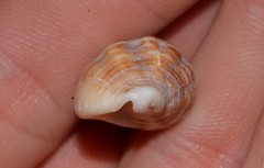 Agnewia tritoniformis