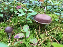 Cortinarius evernius