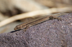 Andreansky's Lizard photo 4