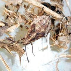 Stictopleurus punctatonervosus