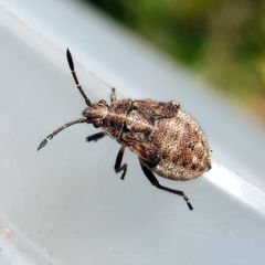 Stictopleurus punctatonervosus