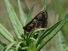 Euphydryas iduna