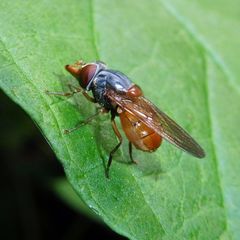 Rhingia rostrata