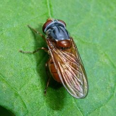Rhingia rostrata
