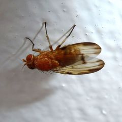 Minettia inusta