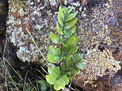 Pellaea pteroides