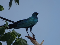 Lamprotornis caudatus
