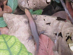 Eutropis macularia