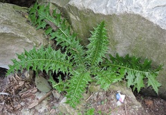 Cirsium wallichii
