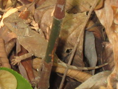 Acanthosaura lepidogaster