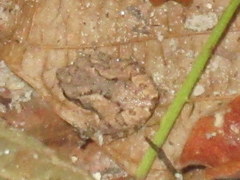 Raorchestes parvulus