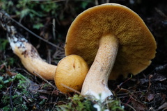 Suillus punctipes