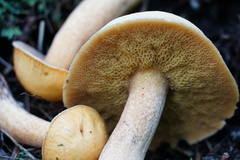 Suillus punctipes
