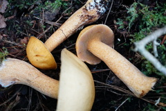 Suillus punctipes