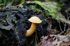 Suillus punctipes
