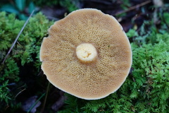 Suillus punctipes