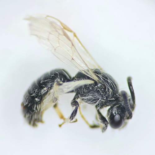 Panurginus albopilosus