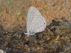 Pseudonacaduba sichela sichela