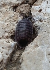 Porcellio obsoletus