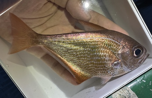 Pempheris malabarica observed 2025-06-20