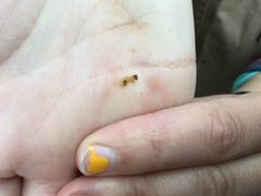 Annulipalpia