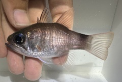 Bracelet Cardinalfish photo 2