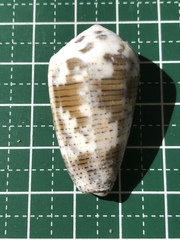 Conus striolatus