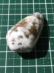 Conus striolatus