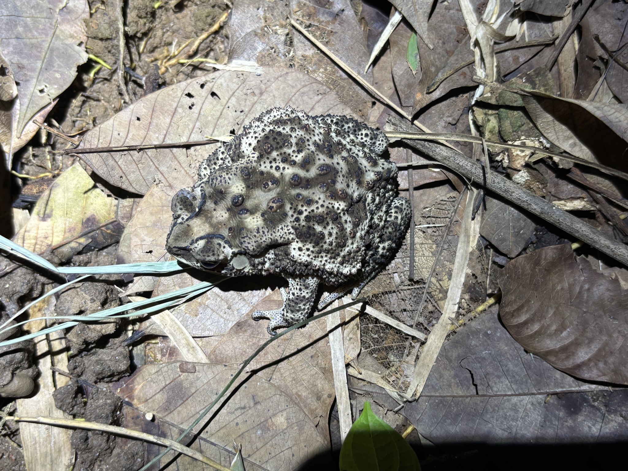 Indian Common True Toad