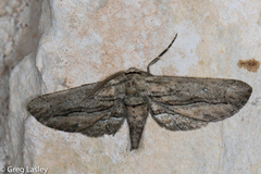 Holochroa dissociarius