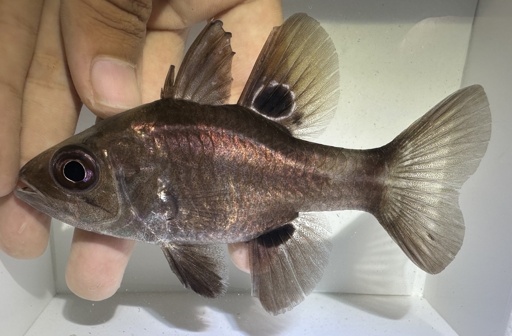 Black Cardinalfish