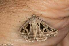 Callistege intercalaris