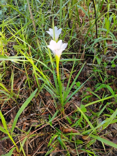 Simpson's zephyr lily (Zephyranthes simpsonii)