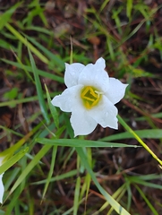 Zephyranthes simpsonii, photograph author not stated, no rights reserved