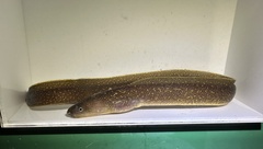 Freshwater Moray photo 1