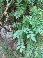 Angiospermae