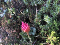 Edmondia