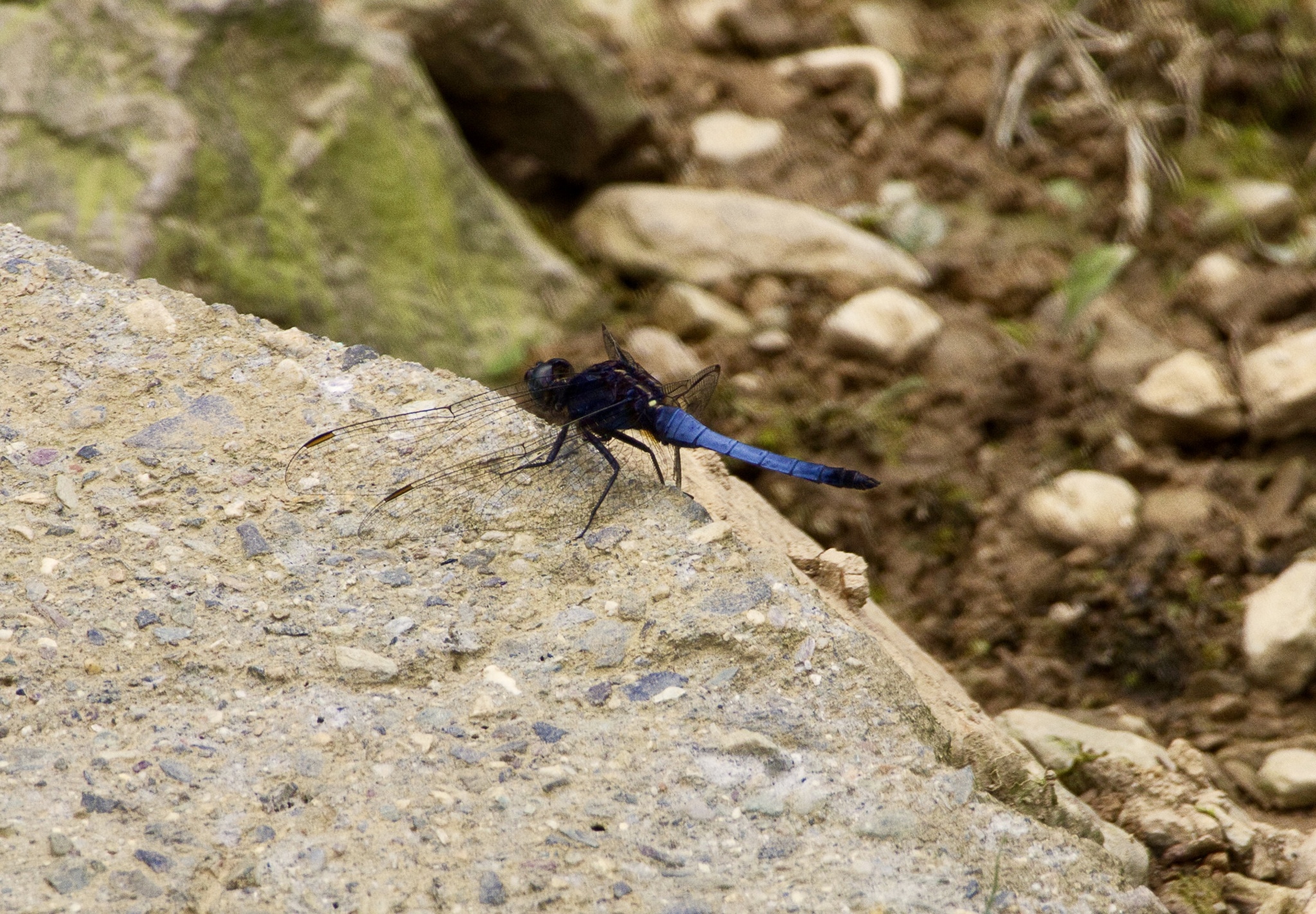 Blue Marsh Hawk